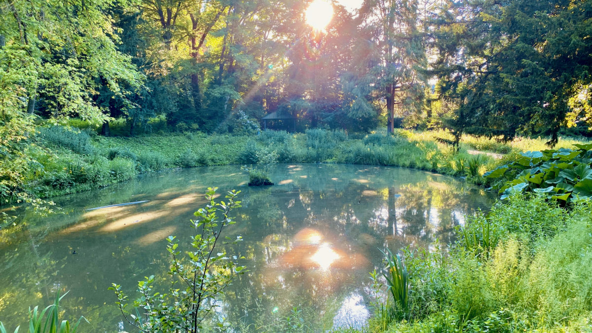 Ein Teich inmitten eines üppig grünen Waldes.