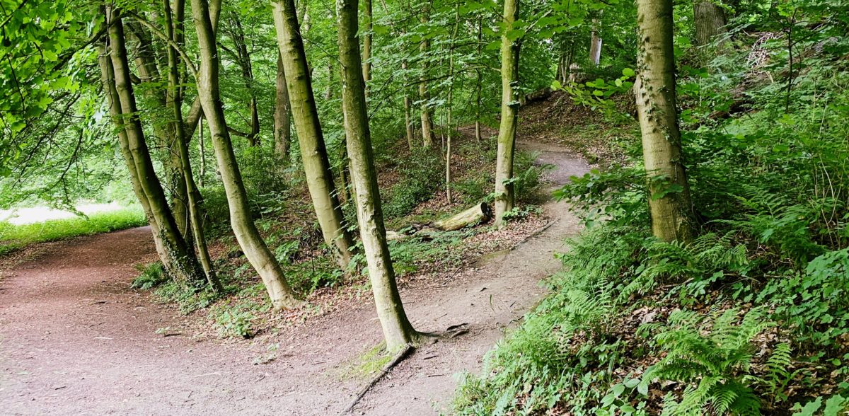 Ein Weg im Wald mit Bäumen und Büschen.